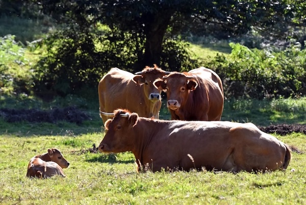 small-herd.jpg