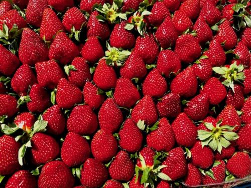 Fresh Strawberries